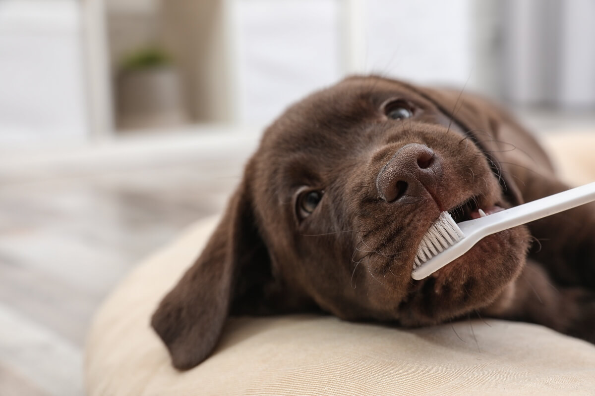 Puppy Teething Guide 5 Tips to Survive the Teething Stage
